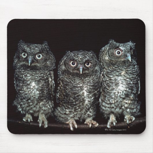 Tapis De Souris trois chouettes (Devant)