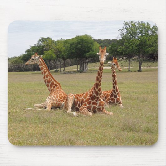 Tapis De Souris Trois girafe à Fossil Rim (Devant)