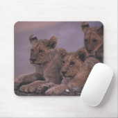 Tapis De Souris Trois Lions Cubs (Avec souris)