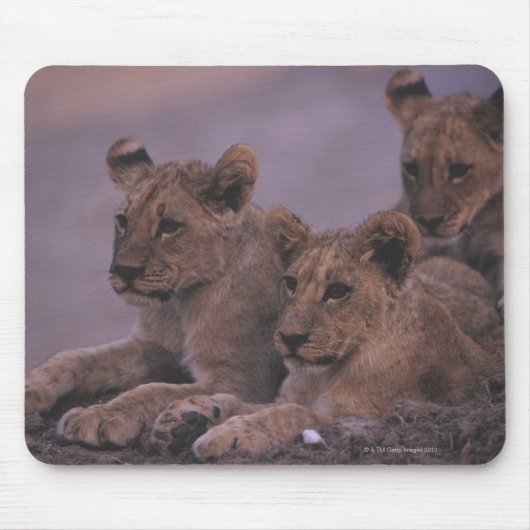 Tapis De Souris Trois Lions Cubs (Devant)