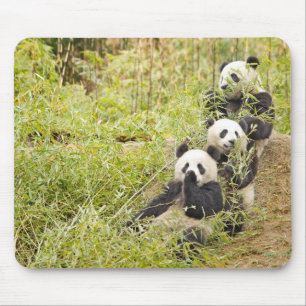Tapis De Souris Trois panda mâchant CUB Mousepad