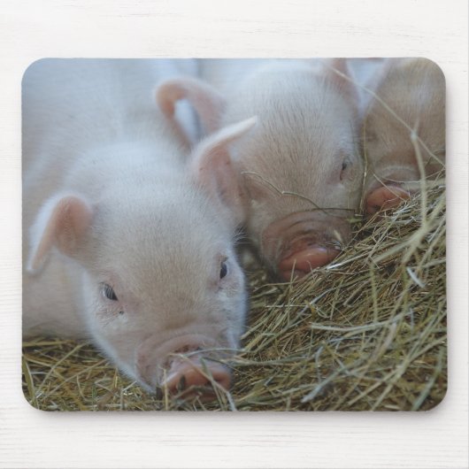 Tapis De Souris Trois petits porcs (Devant)