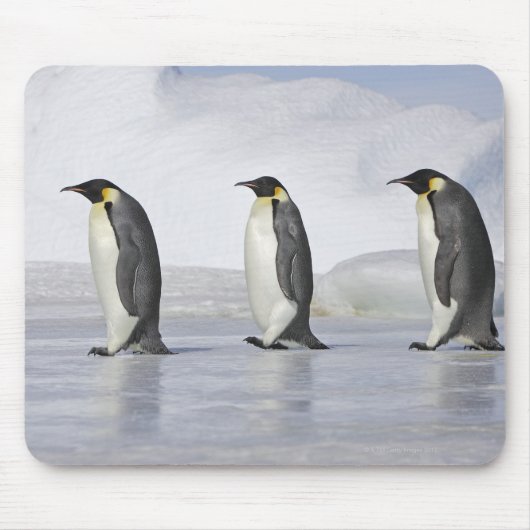 Tapis De Souris Trois pingouins empereurs, île de Snow Hill (Devant)