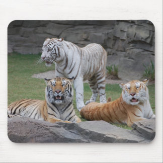 Tapis De Souris Trois tigres