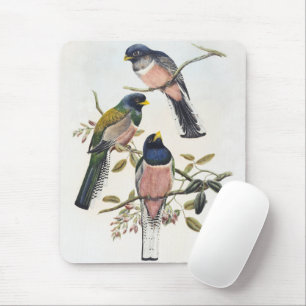Tapis De Souris Trois Trogons Vibrants Perché Branche Oiseau Vinta