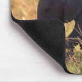 Tapis De Souris Tronc d'éléphant touchant la progéniture, Kenya, (Coin)