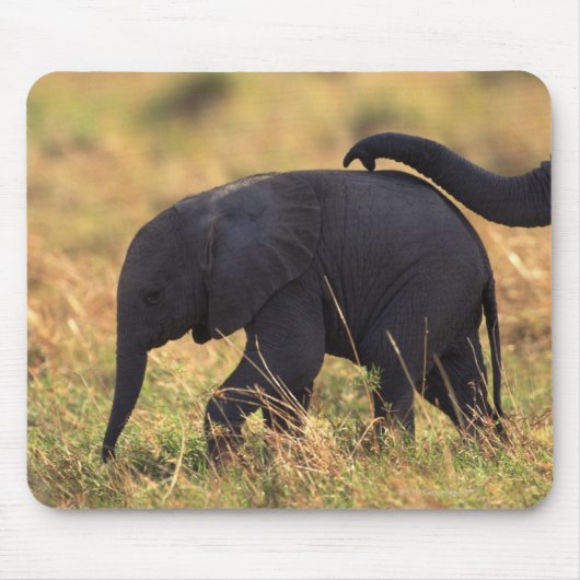 Tapis De Souris Tronc d'éléphant touchant la progéniture, Kenya, (Devant)