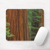 Tapis De Souris troncs de Séquoia géant en forêt, Yosemite (Avec souris)