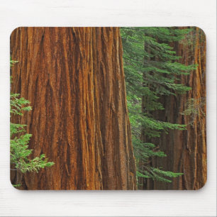 Tapis De Souris troncs de Séquoia géant en forêt, Yosemite