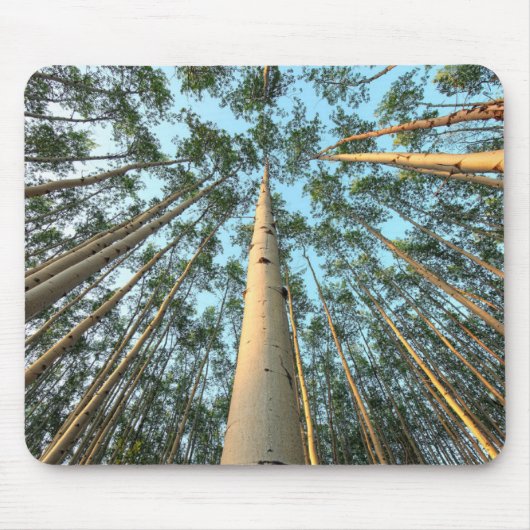 Tapis De Souris Troncs Et Feuilles D'Aspen, Yukon (Devant)