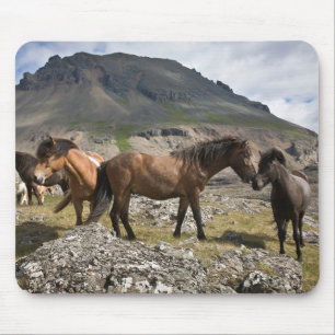 Tapis De Souris Troupeau De Chevaux, Près De Hofn, Islande