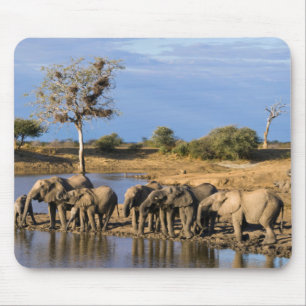 Tapis De Souris Troupeau d'Éléphant de Savane d'Afrique (Loxodonta