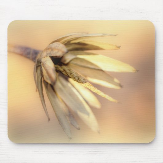 Tapis De Souris Tulip Poplar Graine vide Pod (Devant)