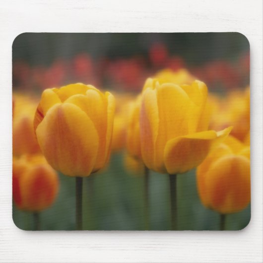 Tapis De Souris Tulipes 2 (Devant)