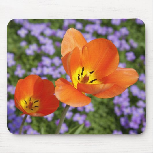 Tapis De Souris Tulipes orange (Devant)