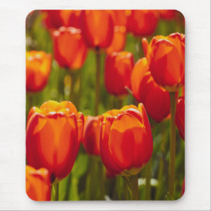Tapis De Souris Tulipes rouges impression photographique.
