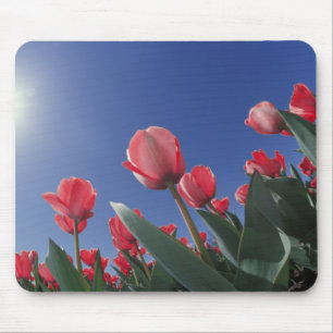Tapis De Souris Tulipes rouges sous un angle très bas, Cincinnati,