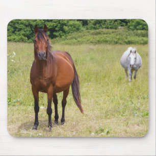 Tapis De Souris Two horses in a field