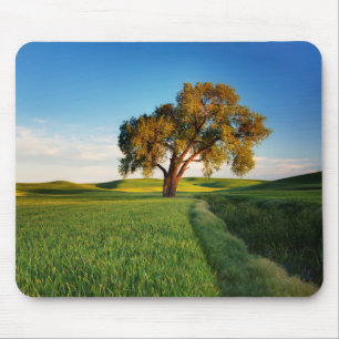 Tapis De Souris Un arbre isolé entouré de collines ondoyantes de b