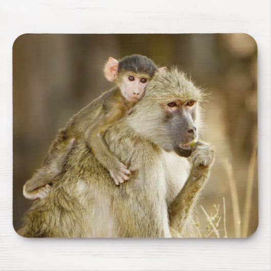 Tapis De Souris Un bébé babon jaune (Papio (Devant)