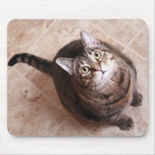 Tapis De Souris Un chat tigré recherchant