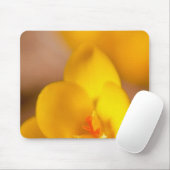 Tapis De Souris Un crocus jaune fleurit à Portsmouth, New (Avec souris)