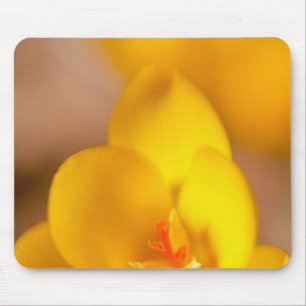 Tapis De Souris Un crocus jaune fleurit à Portsmouth, New