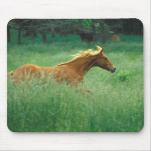 Tapis De Souris Un Jeune Stallion Traverse Le Milieu