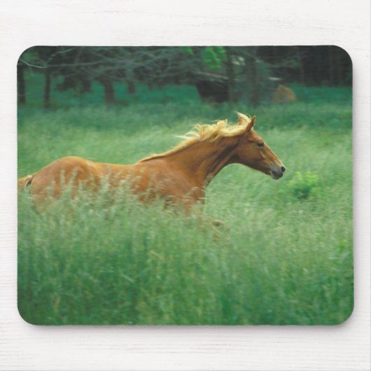Tapis De Souris Un Jeune Stallion Traverse Le Milieu (Devant)