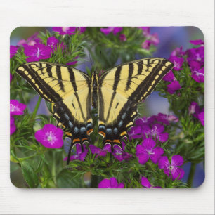 Tapis De Souris Un papillon amiral sur des fleurs rose foncé