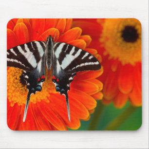 Tapis De Souris Un papillon queue-de-zèbre