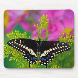Tapis De Souris Un papillon swallowtail atterrissant