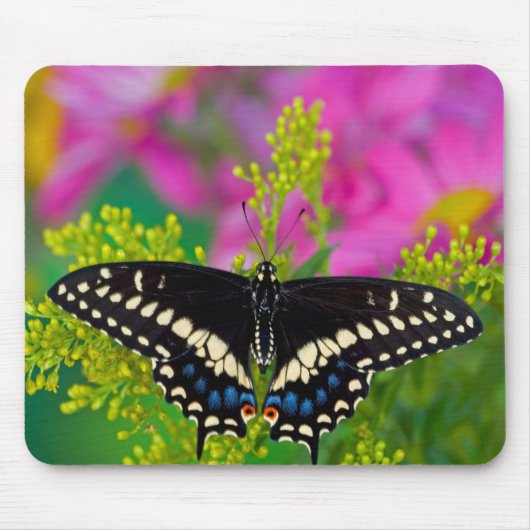 Tapis De Souris Un papillon swallowtail atterrissant (Devant)