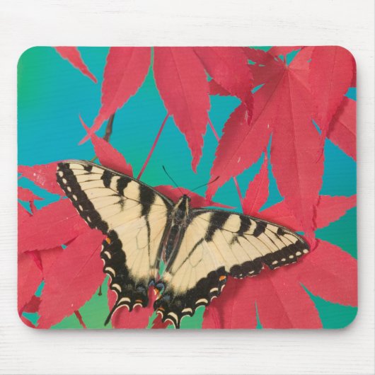 Tapis De Souris Un papillon swallowtail du Canada (Devant)