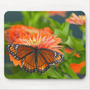Tapis De Souris Un papillon viceroi sur des zinnias orange