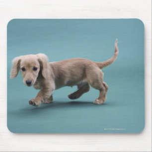 Tapis De Souris Un petit dachshund beige marchant