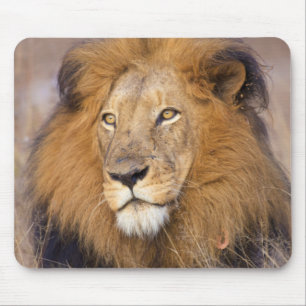 Tapis De Souris Un portrait d'un Lion regardant au loin