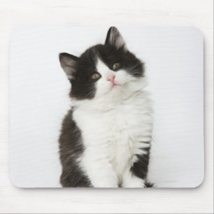 Tapis De Souris Un regard se reposant de jeune chaton dans
