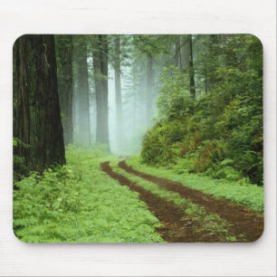 Tapis De Souris Un sentier forestier dans Redwoods State Park, Cal