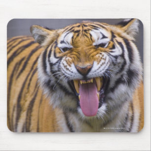 Tapis De Souris Un tigre d'hurlement, Taïwan, zoo de Taïpeh,