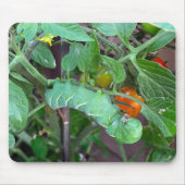 Tapis De Souris Un ver vert sur un Plante de tomate (Devant)