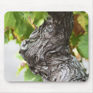 Tapis De Souris Une branche d'une vigne très ancienne avec des ge