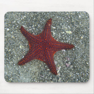 Tapis De Souris Une étoile de mer rouge Galapagos, Equador