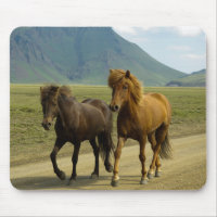 Une paire de poneys islandais Brown