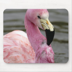 Tapis De Souris Une photo captive d'un Flamant des Andes