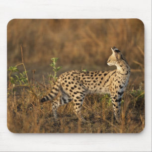 Tapis De Souris Upper Mara, réserve de gibier Masai Mara, Kenya,