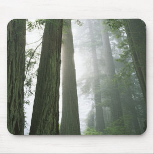 Tapis De Souris USA, Californie, Redwood National Park.