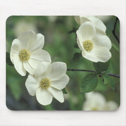 Tapis De Souris USA, Californie, Yosemite NP, le long de Merced (Devant)