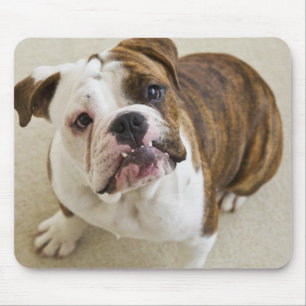 Tapis De Souris USA, New Jersey, Jersey City, Portrait de mignonne