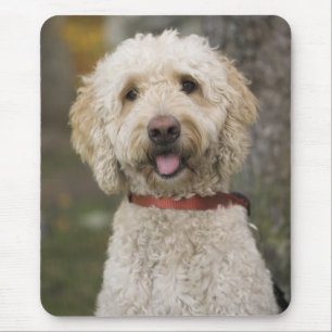 Tapis De Souris USA, Nouvelle-Angleterre, Massachusetts, Lecture,